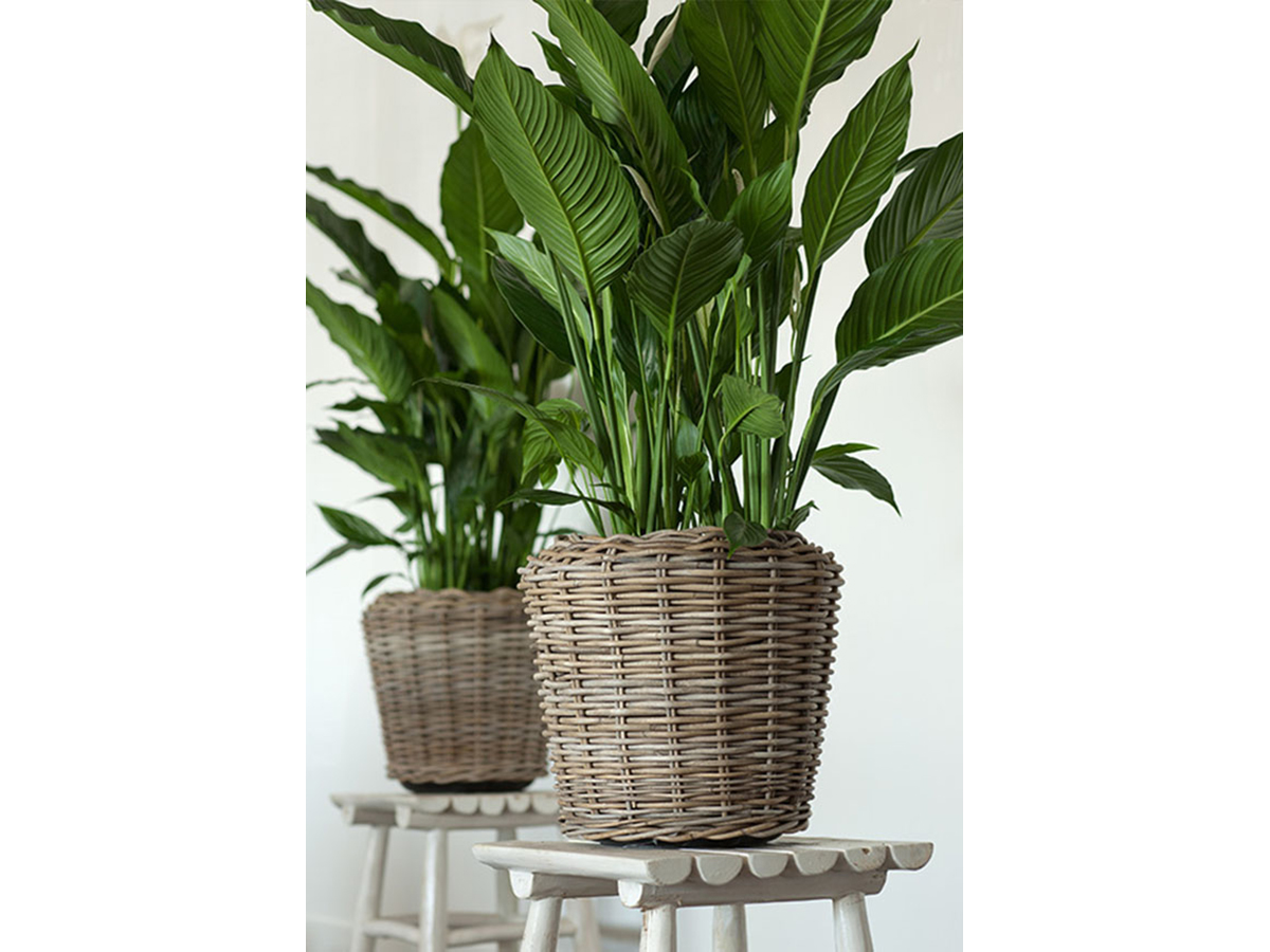 drypot plants stools